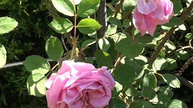 Rosa 'Conrad Ferdinand Meyer' смотреть онлайн