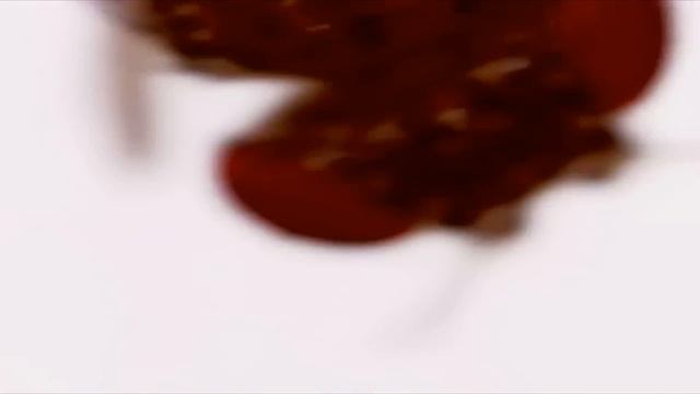 Муха дрозофила под микроскопом ЭТО ШОК!!! Drosophila under the microscope смотреть онлайн