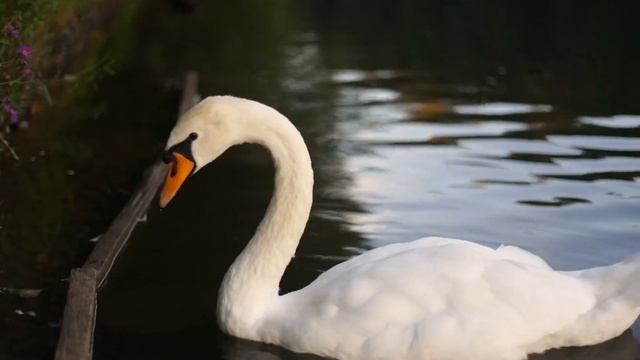 Как мы кормили лебедей в Царицыно (микроклип для инстаграм) смотреть онлайн