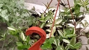 Цветочный рынок Краснодар Обзор 27 марта 2024 г