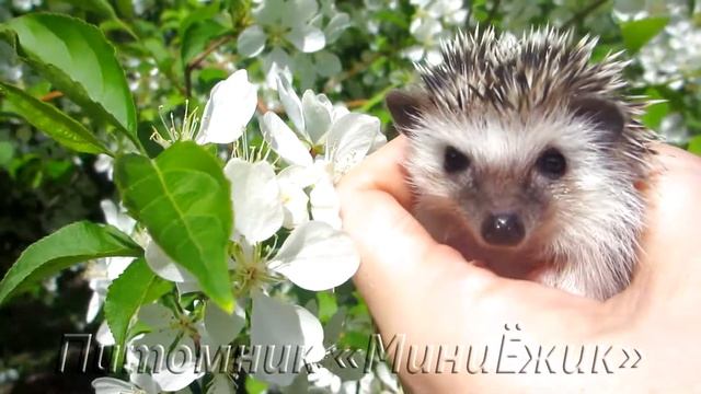 Африканские карликовые ежата смотреть онлайн