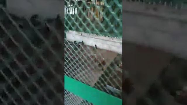 Зоопарк Караганды смотреть онлайн