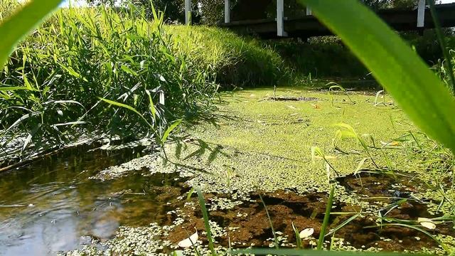 Река Менка в деревне Городище, Беларусь