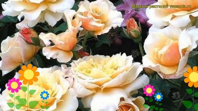 Роза кустовая Карамелла. Краткий обзор, описание характеристик, где купить саженцы Caramella смотреть онлайн