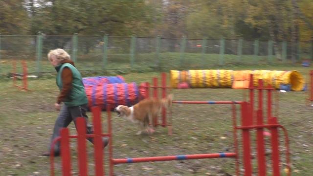 Кубок УДП "Рублёвка" по Аджилити. 08.10.2016 г. смотреть онлайн