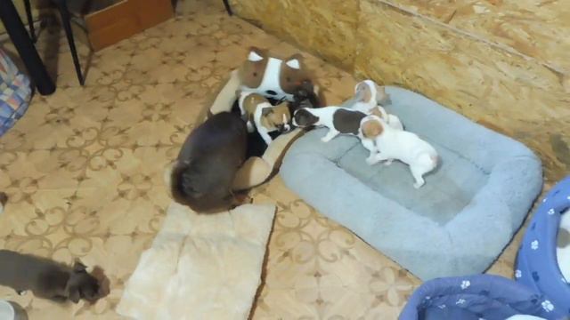 Щенки породы ЧИХУАХУА проверяют на прочность НОВЫЕ лежаки с #OZON / питомник РКФ Мари Мистик смотреть онлайн