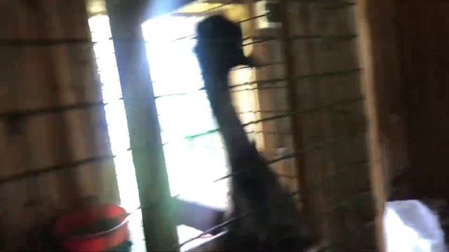 Автоматическая Шнековая кормушка для сельскохозяйственных животных смотреть онлайн