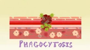 Как заживает рана؟ TED ED