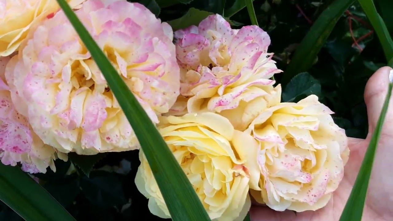 19 июня 2022 цветут розы-первогодки смотреть онлайн