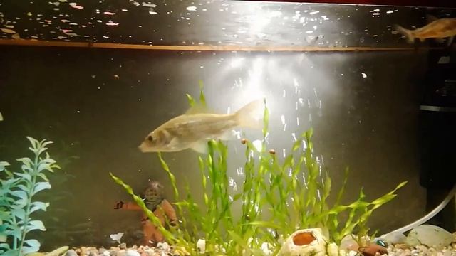 Мой любимый аквариум(досмотрите видео до конца и вы увидите того , кто живёт в ракушке ) смотреть онлайн