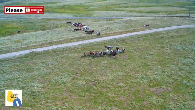 Equine Breeder : Horse Breeding And Meeting On The Road Education, Training And Career Information