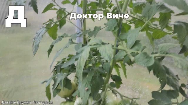 Томаты на букву Д. ПОЛНЫЙ ОБЗОР. ОТ А ДО Я смотреть онлайн