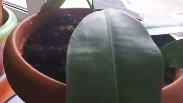 Как легко размножить цветы.. смотреть онлайн