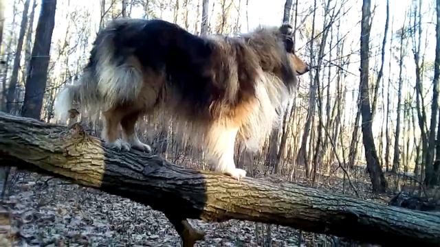 Колли-древолаз-2 смотреть онлайн