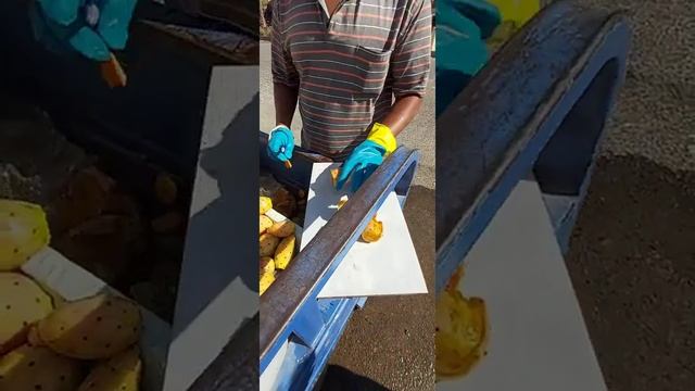 Кактусы. Съедобные кактусы. Египет лето 2020. смотреть онлайн