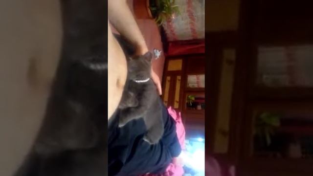 Котенок спит как сурок!!! смотреть онлайн