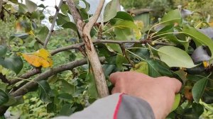 Груша Брянская Красавица. 21.09.2023. Сусанино Ленобласть.