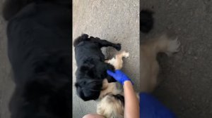 Вязка пекинесов Вязка собак  Довольные пёсики