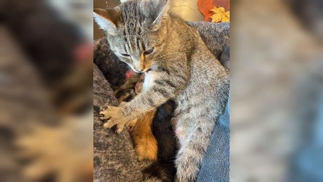 Рожающая кошка оказалась на лестнице с запиской: «Пожалуйста помогите нам» смотреть онлайн