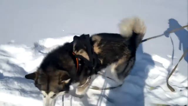 Бастрая поездка на санях с собакой 8 965 380-13-11 Москва смотреть онлайн