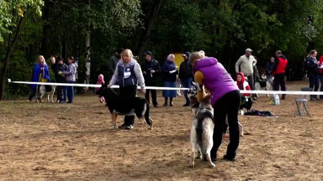 Сравнение сук класса чемпионов смотреть онлайн
