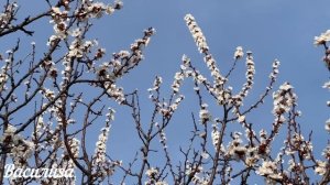 1 мая народный праздник Кузьмин День. Что нельзя делать. Народные традиции и приметы и суеверия