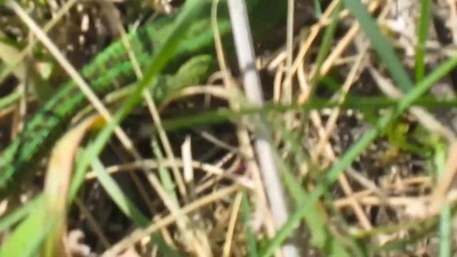 Хозяйка Медной Горы смотреть онлайн