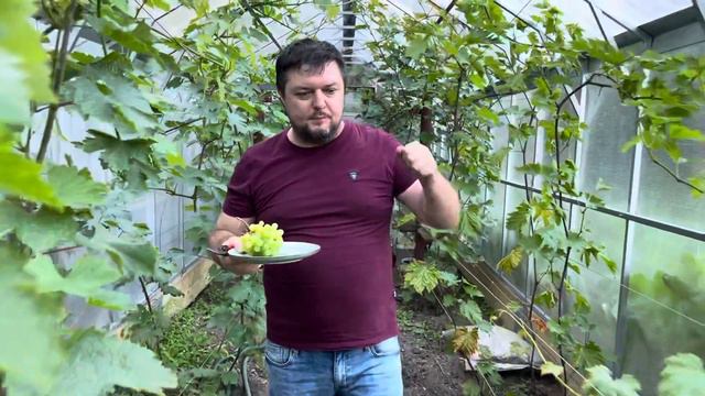14 августа 2023 года первый в моей жизни урожай винограда.Срезал Цимус и киш миш Велес.Очень вкусно смотреть онлайн