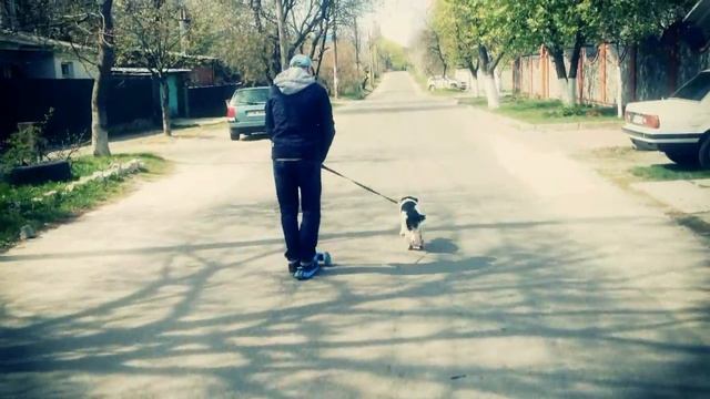 ПАПА ЕДЕТ НА СОБАКЕ В ШКОЛУ / СМЕШНОЕ ВИДЕО ПРО ЖИВОТНЫХ / смешные собаки / funny pet смотреть онлайн