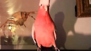 Попугай танцует под музыку !A parrot dancing to the music!