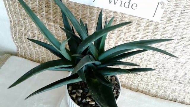 Black Aloe in Ribbed White Ceramic Planter--For Sale in the Phoenix, Arizona Area смотреть онлайн