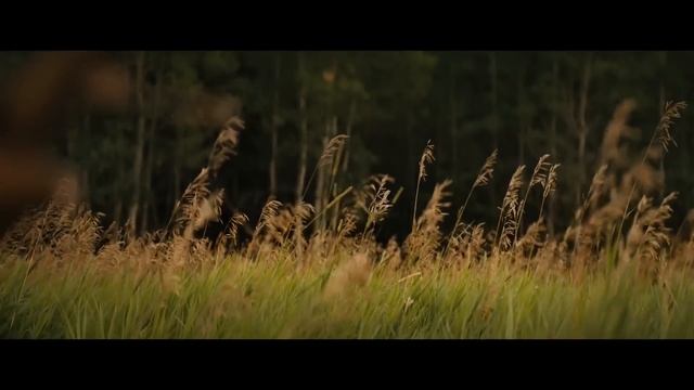 ХИЩНИК 5: Добыча — Тизер-трейлер (2022) смотреть онлайн