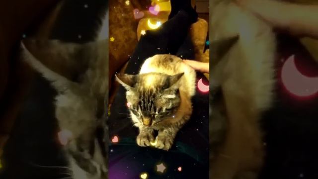 кошка на релаксе#picachu#picart#cat#tailandia#rest#кошка#тайская#порода