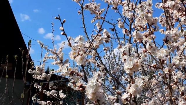 Так цветет абрикос на Урале. So the apricot blooms in the Urals. смотреть онлайн