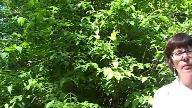 Кустарники, которыми озеленяют города смотреть онлайн