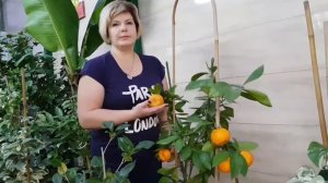 Мандарин "Уншиу"