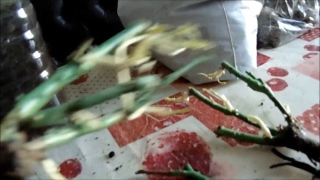 РОЗЫ В СИБИРИ. ПОДРАЩИВАНИЕ