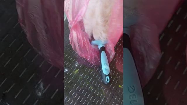 у нас началась линька Бультерьер Этуаль Кастропуло линяет, вычёсываем триммером смотреть онлайн