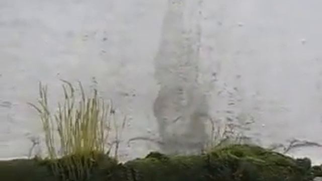 Сфагновые мхи 0750 смотреть онлайн