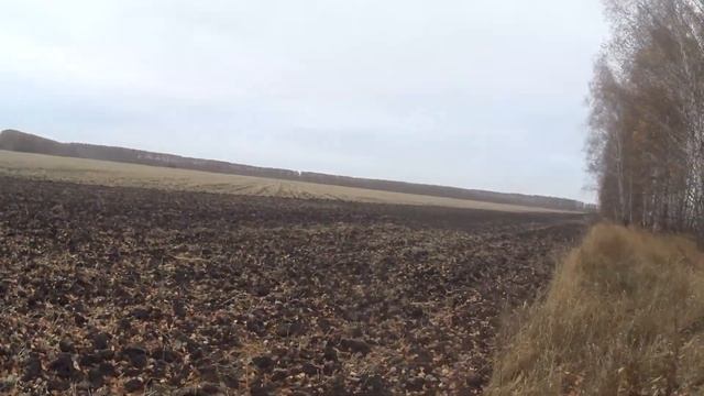 Серая куропатка в Ходовой охоте смотреть онлайн