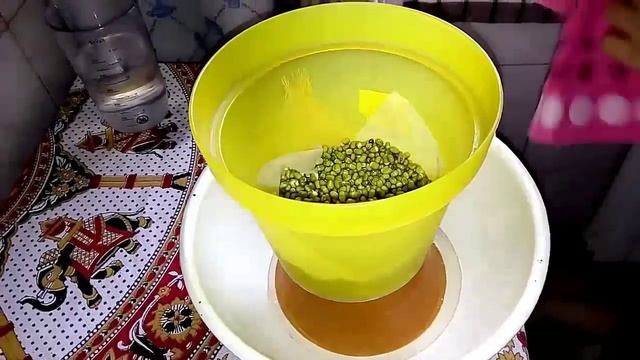 Как прорастить маш (бобы мунг) How To Grow Mung Bean Sprouts