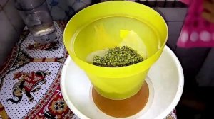 Как прорастить маш (бобы мунг) how to grow mung bean sprouts