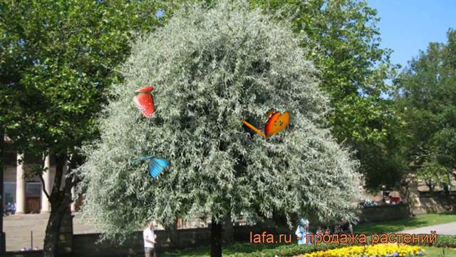 Груша иволистная Пендула (pyrus) 🌿 груша Пендула обзор: как сажать крупномеры груши Пендула смотреть онлайн