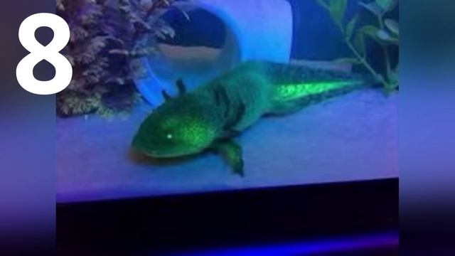 15 Of The Rare Axolotl Colors смотреть онлайн