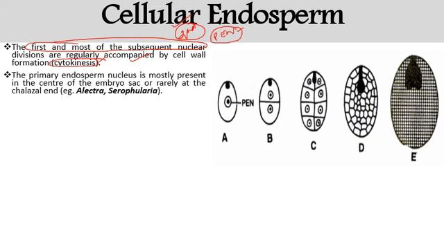 Endosperm In Angiosperms