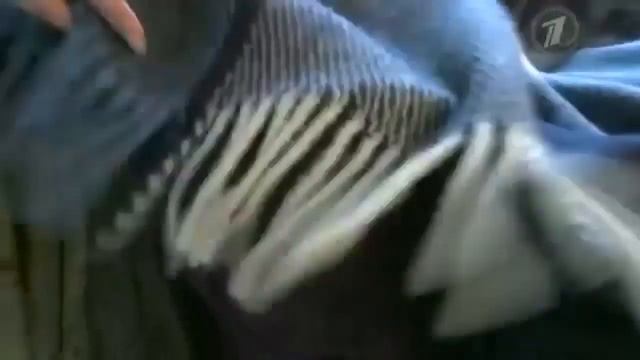 Астрахань. Дизайн квартир в Каспийской столице России смотреть онлайн