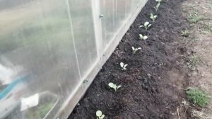 Капуста ранняя. Июньская и Грибовская.