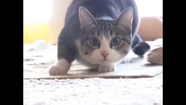 Wiggle смотреть онлайн