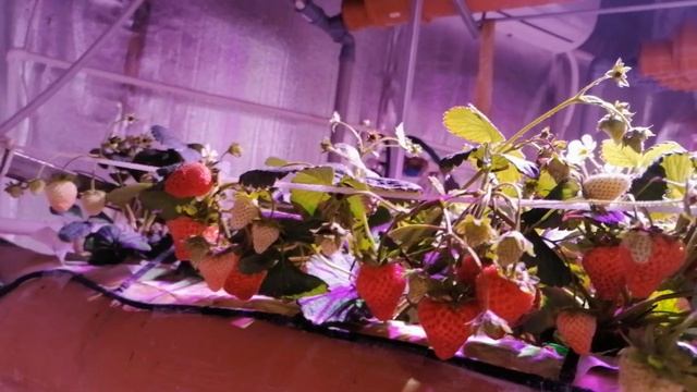 Клубника на Аэропонике круглый год. Подземная теплица без солнечного света. смотреть онлайн