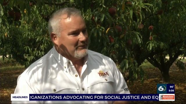 Peach farmers stay optimistic through changed consumer behavior смотреть онлайн